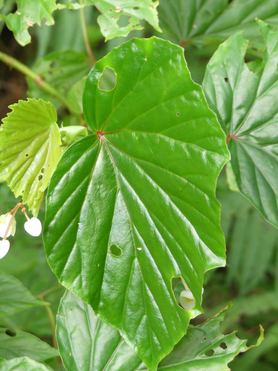 Begonia comorensis leaf