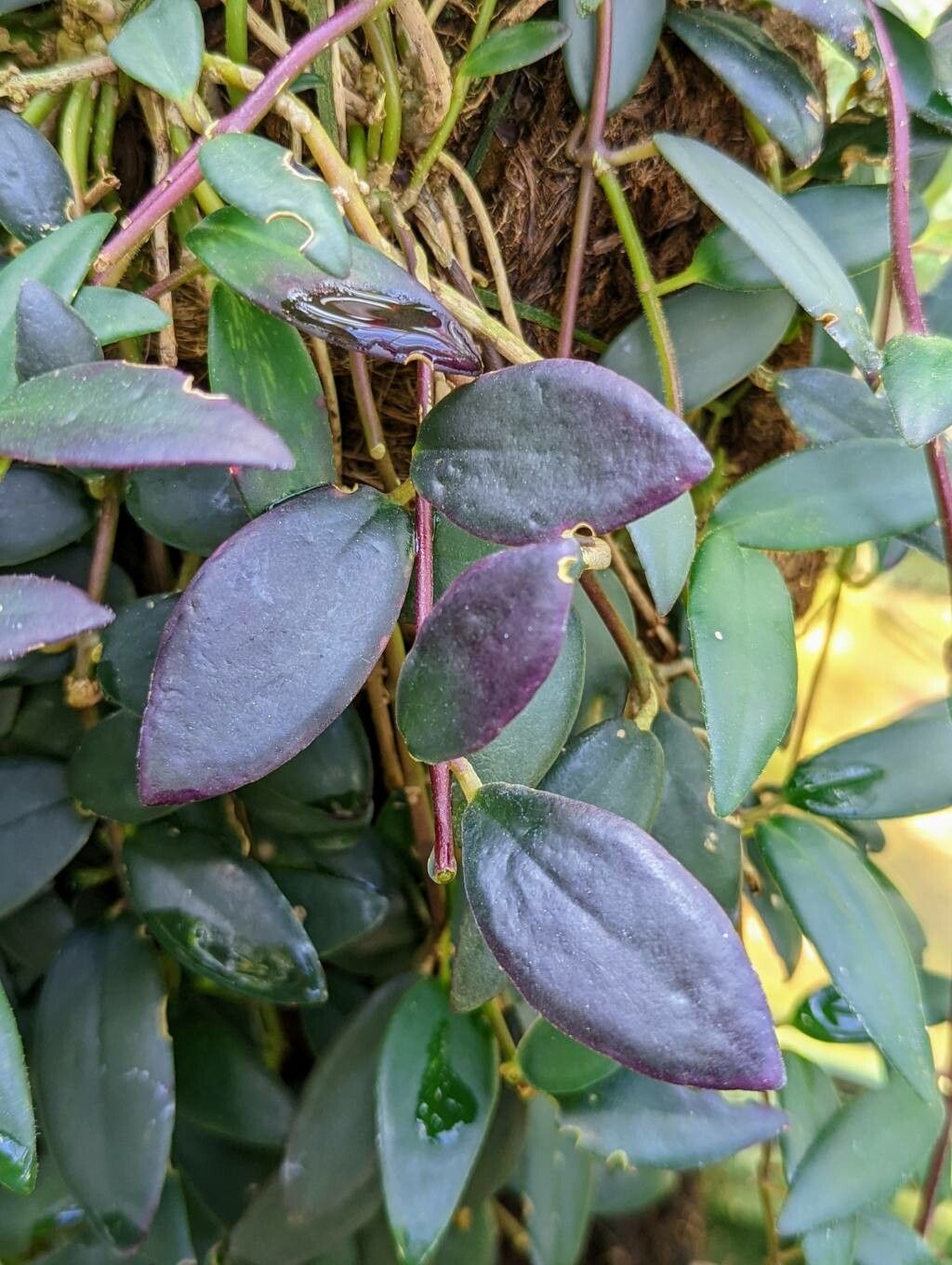 Aeschynanthus micranthus — search result for 'Aeschynanthus'