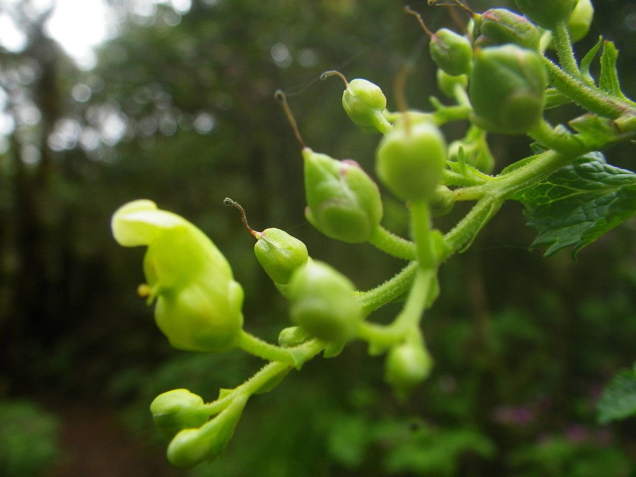Scrophularia smithii fruit