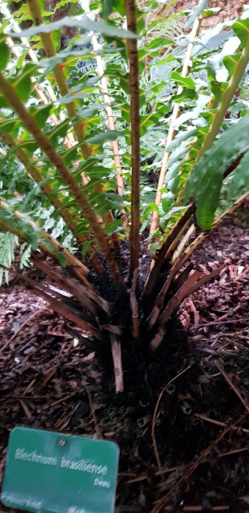 Blechnum brasiliense bark