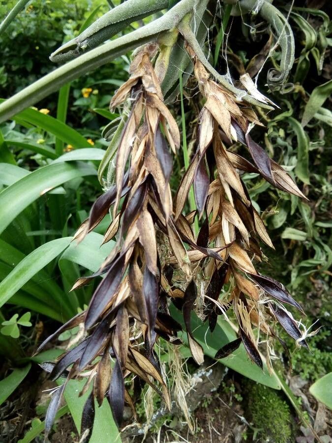 Tillandsia paucifolia fruit
