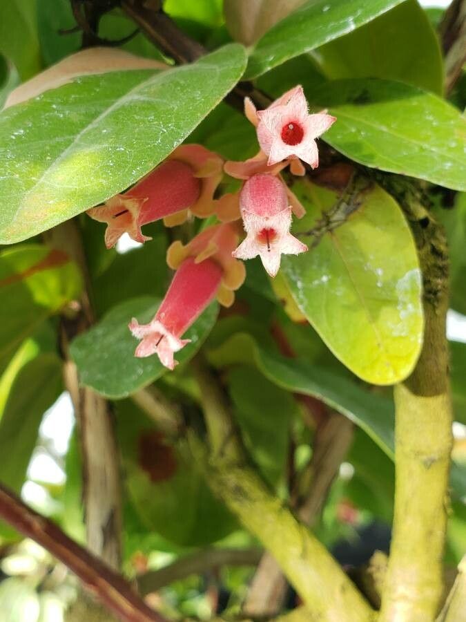 Macleania smithiana flower