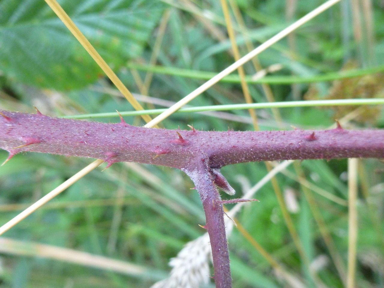 Rubus flexuosus bark