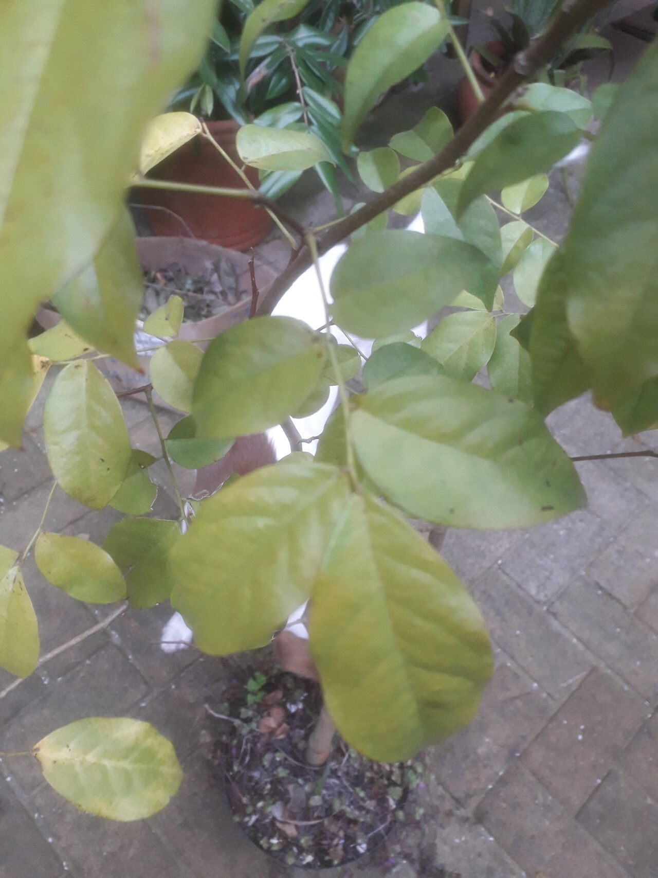 Melicoccus antioquensis — related species from the same genus