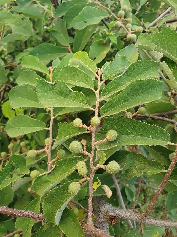 Grewia holstii fruit