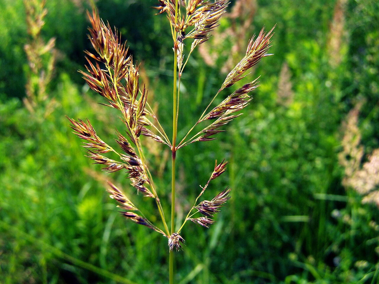 Calamagrostis canescens fruit
