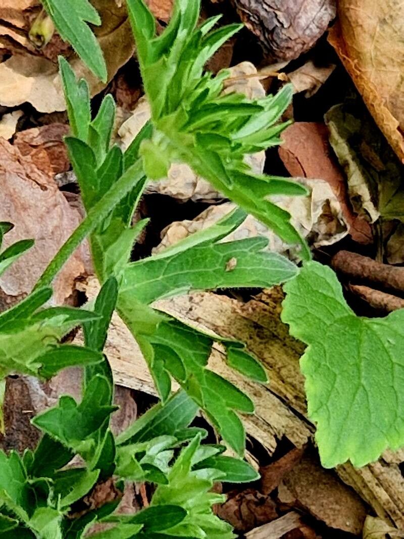 Geranium koreanum leaf
