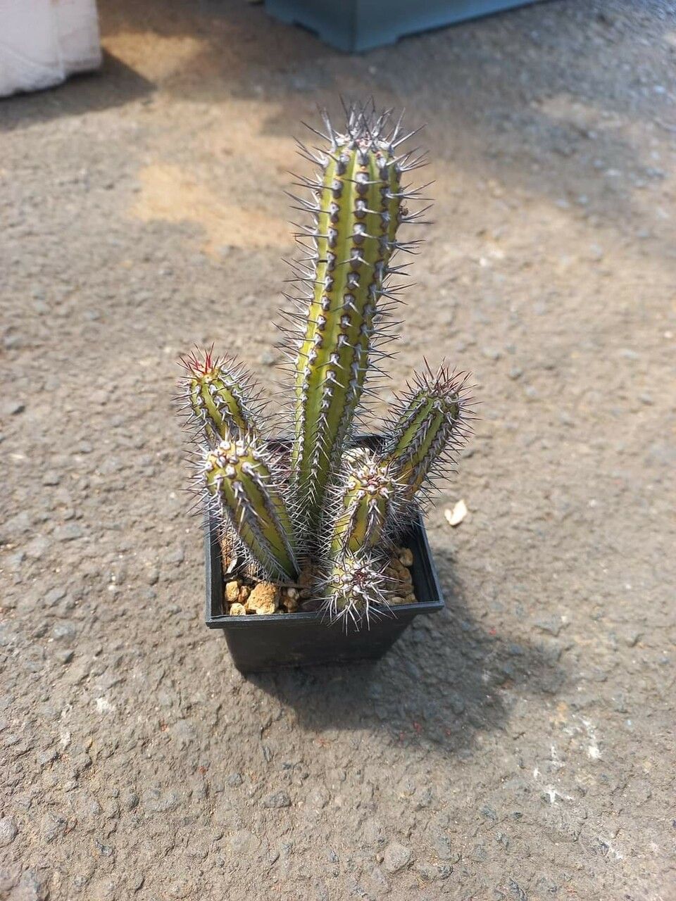 Euphorbia baioensis flower