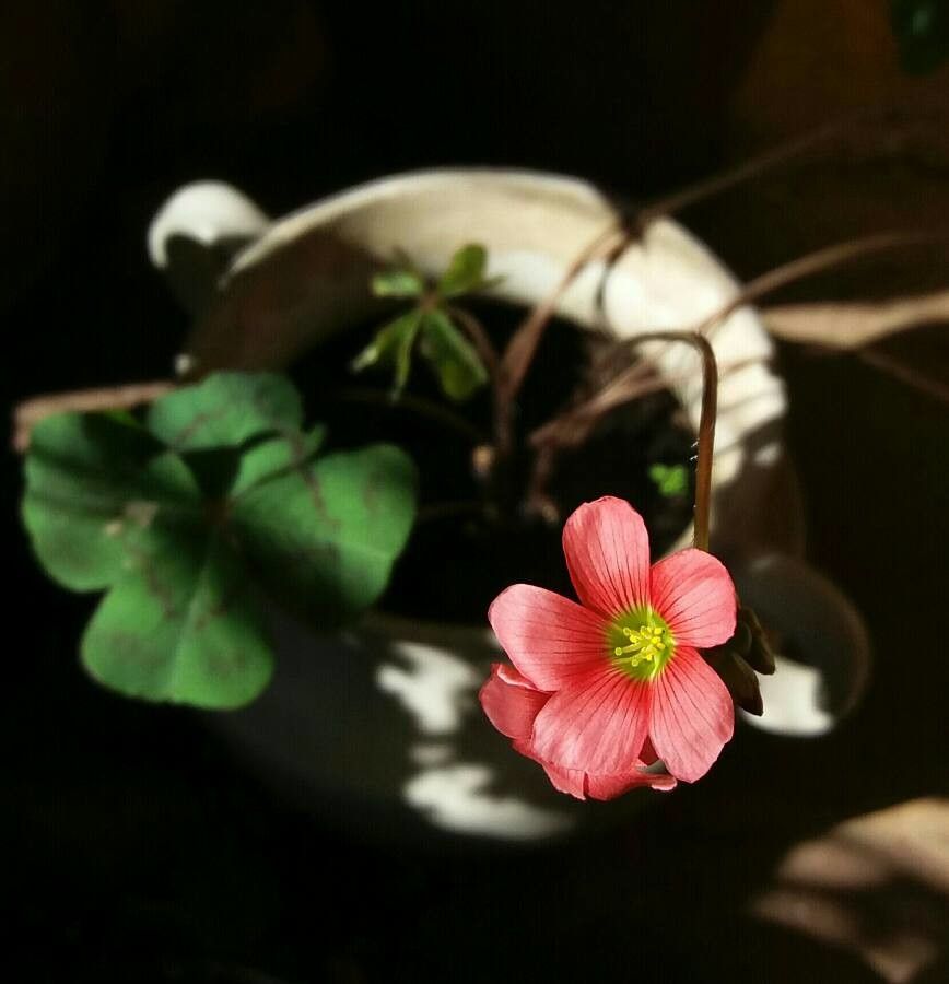 Oxalis deppei flower