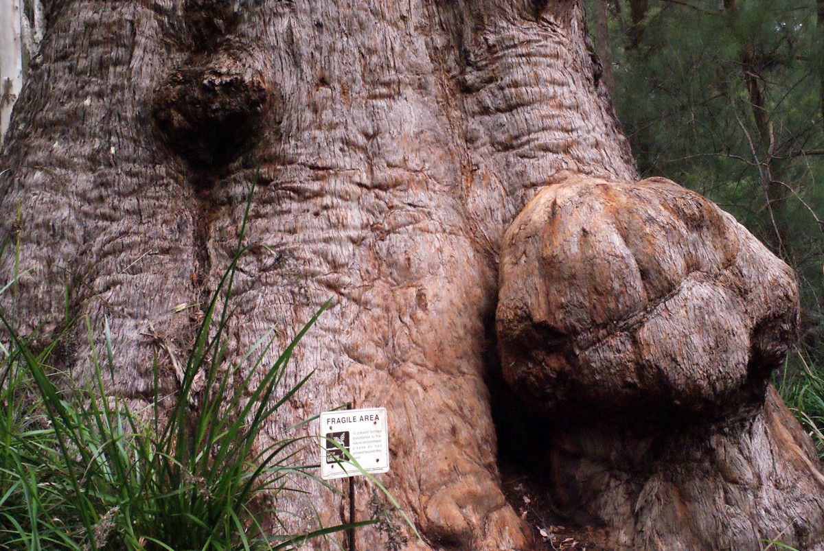 Eucalyptus jacksonii — houseplant care guide