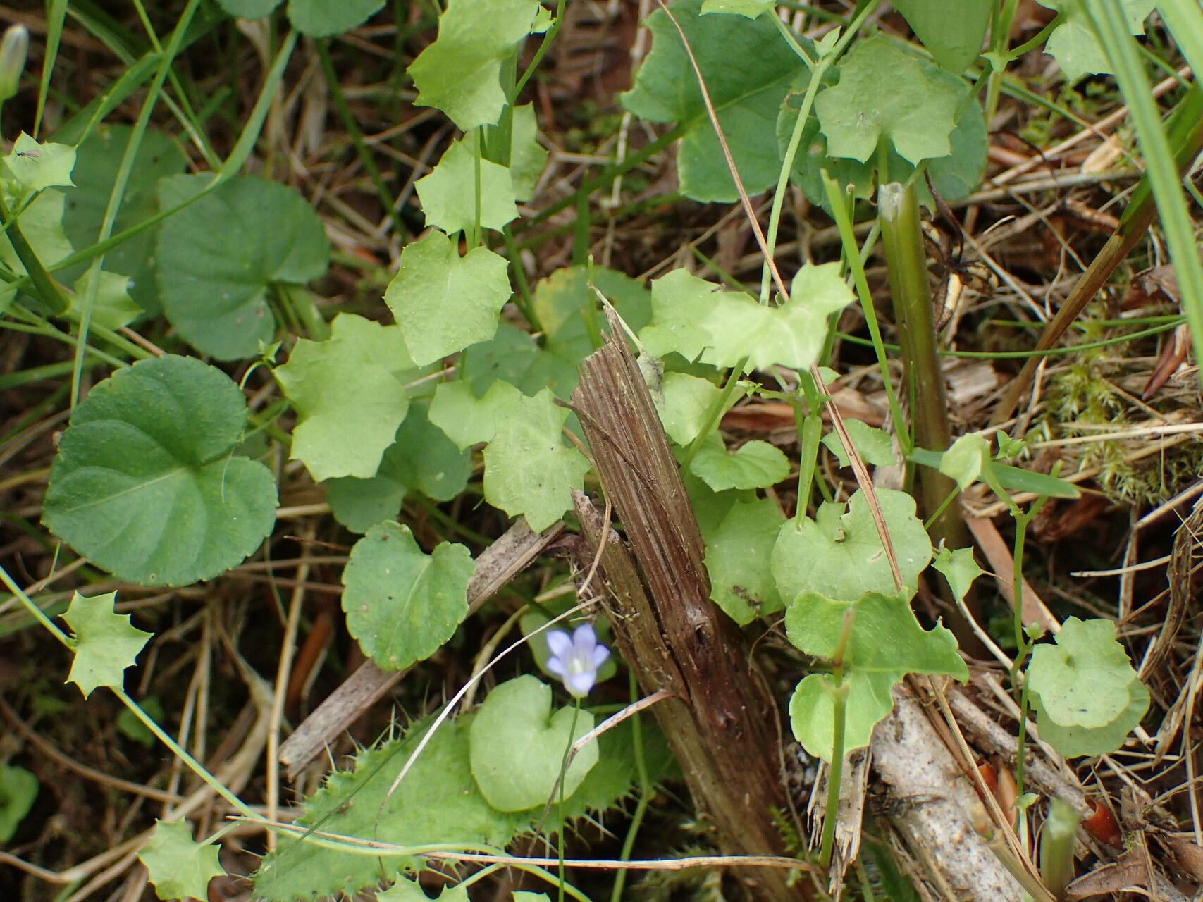 Wahlenbergia hederacea habit