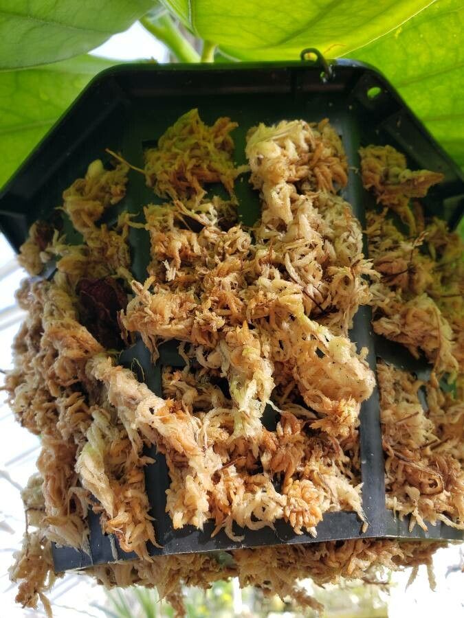 Cavendishia grandifolia other