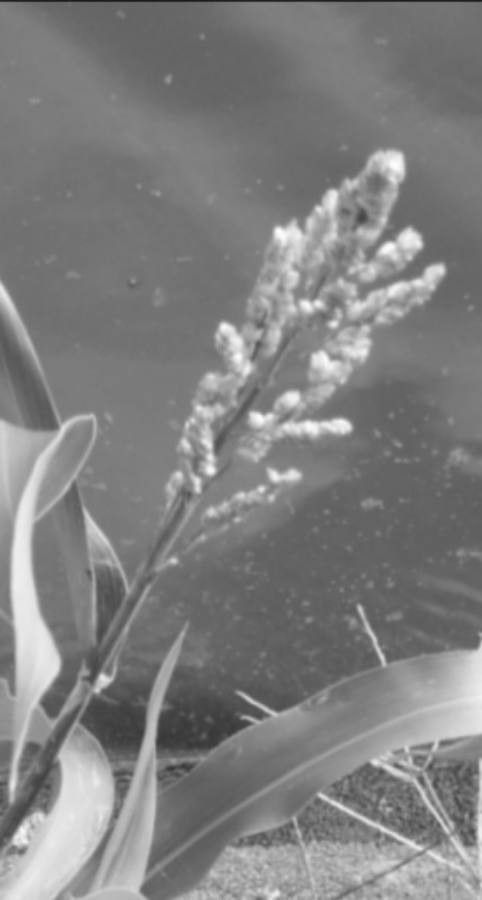 Digitaria insularis flower