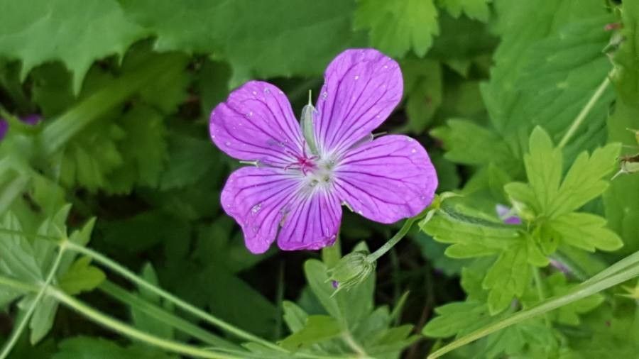 Geranium palustre flower