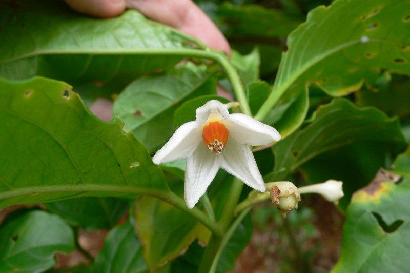 Solanum leucocarpon flower
