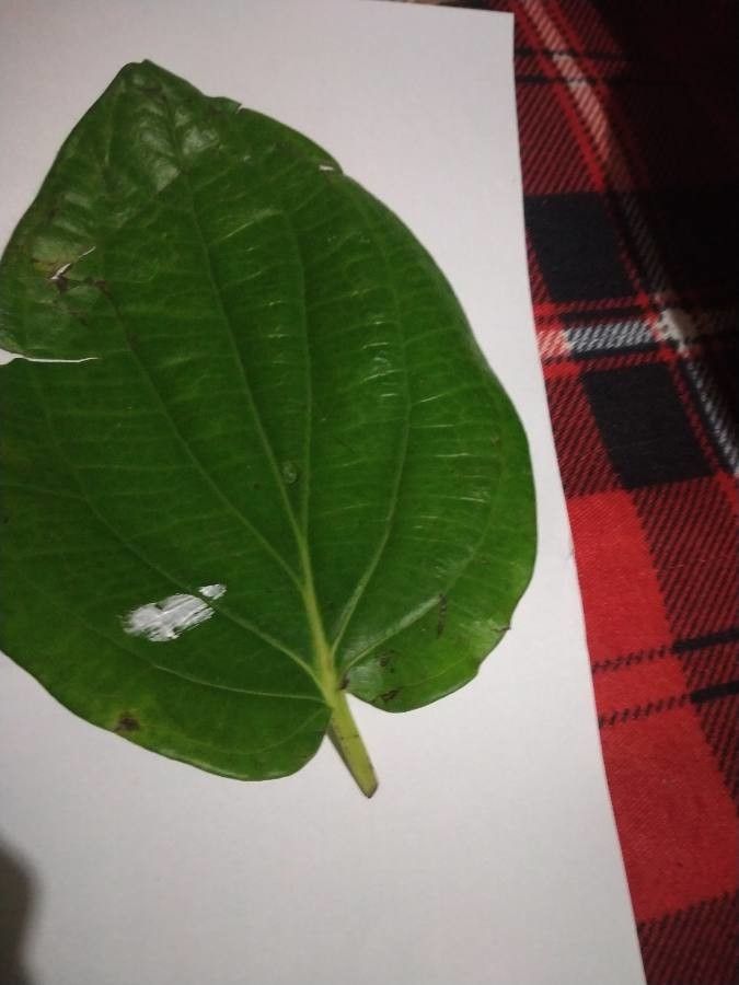 Peperomia vinasiana leaf