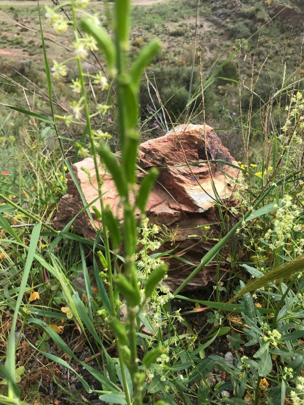 Reseda lanceolata fruit