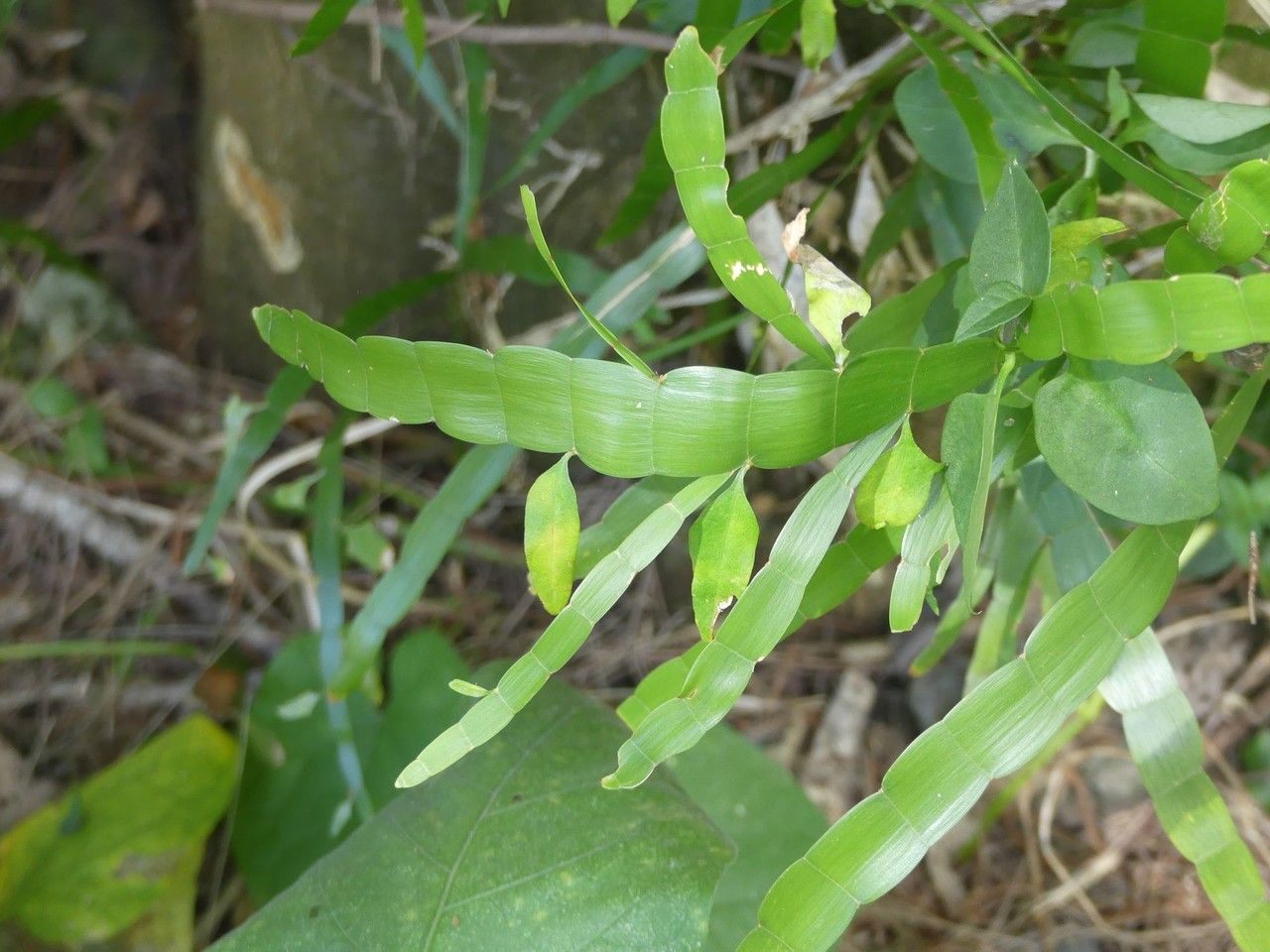 Homalocladium platycladum bark
