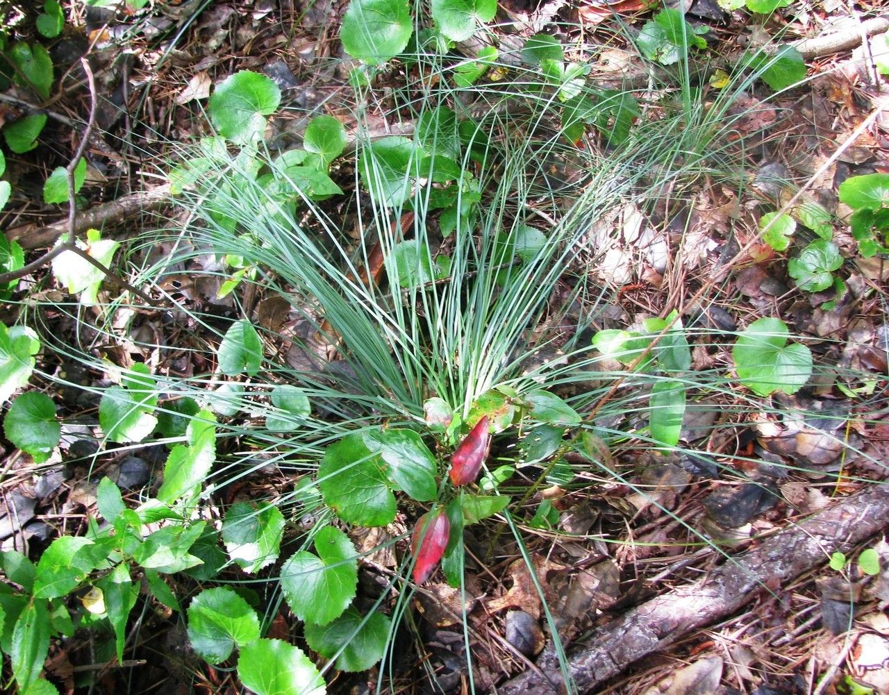 Xerophyllum asphodeloides habit