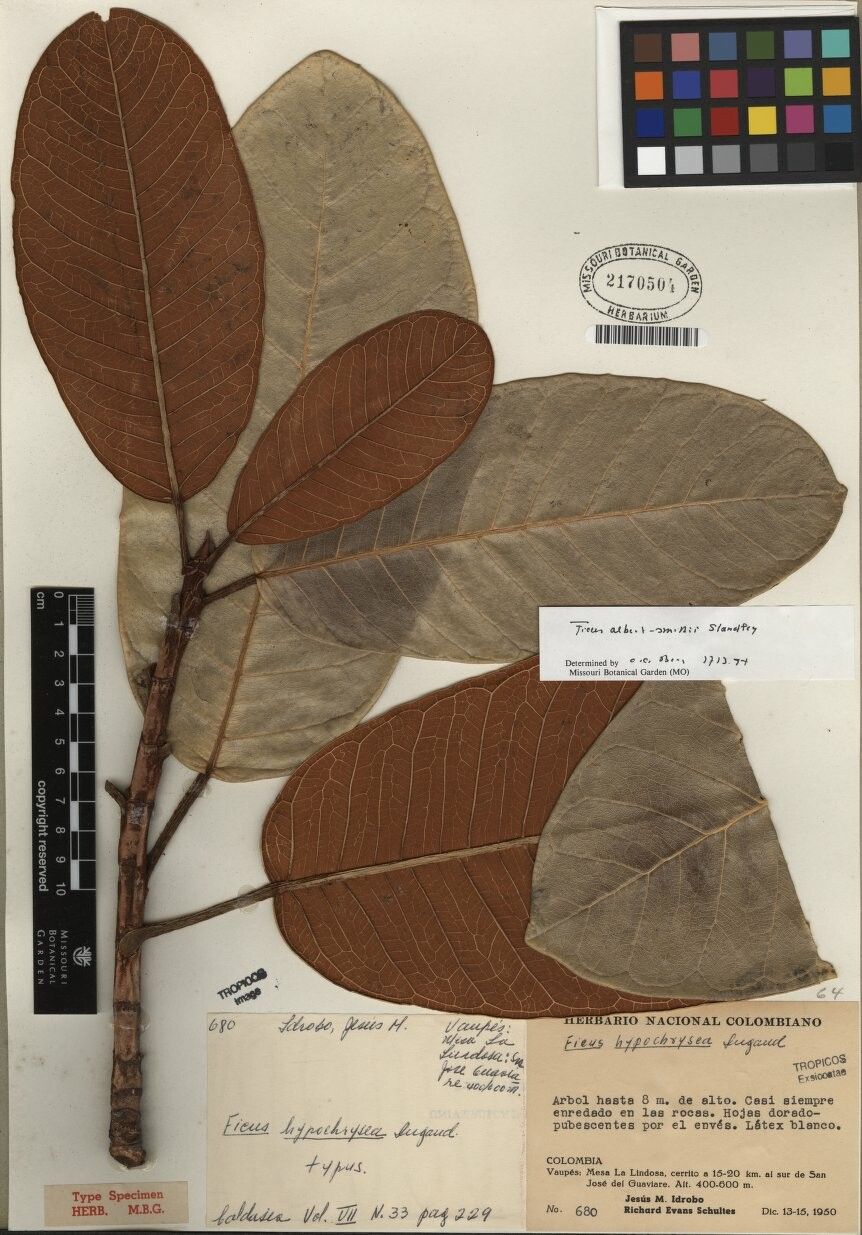 Ficus albert-smithii other