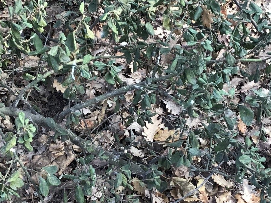 Ceanothus griseus leaf