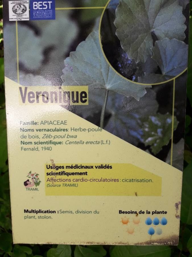 Centella erecta other