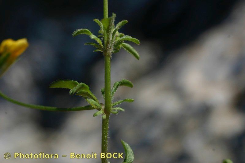 Viola demetria other