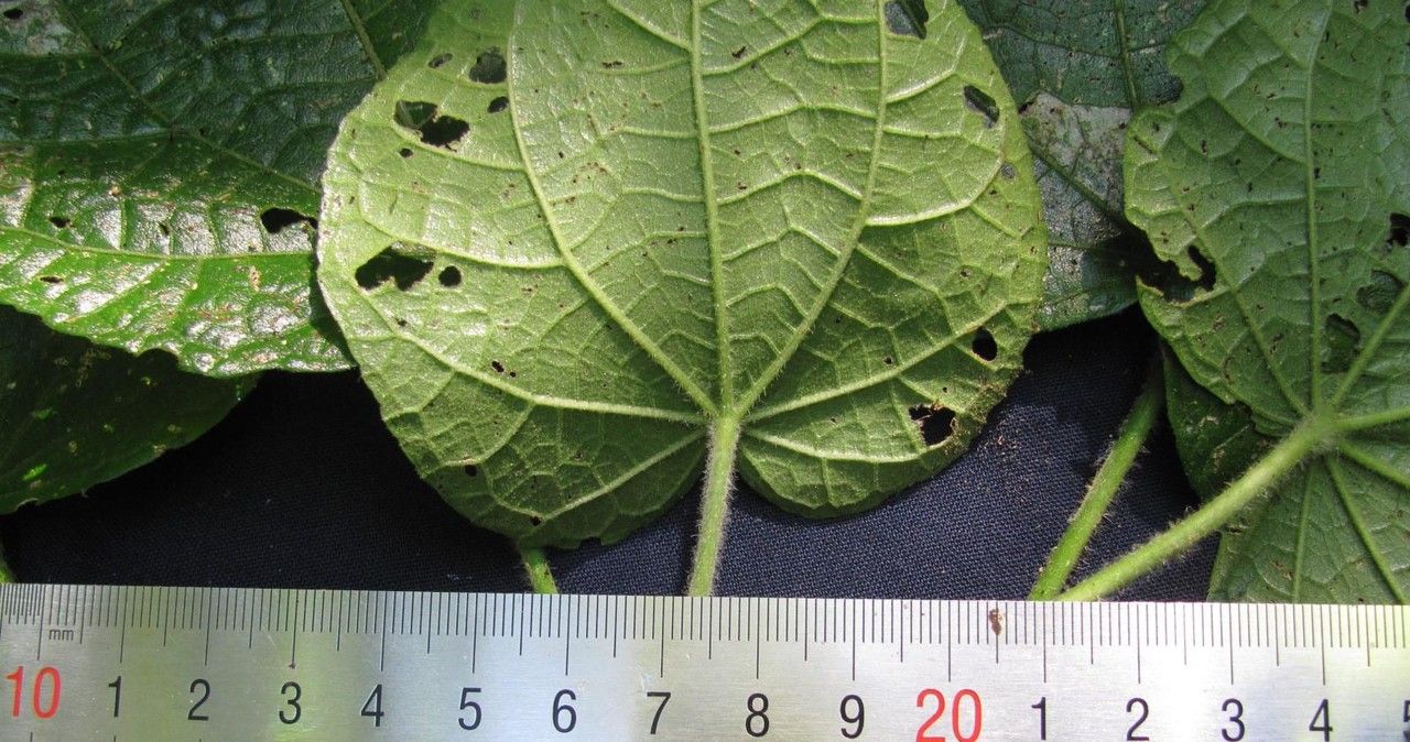 Malvaviscus achanioides — related species from the same genus