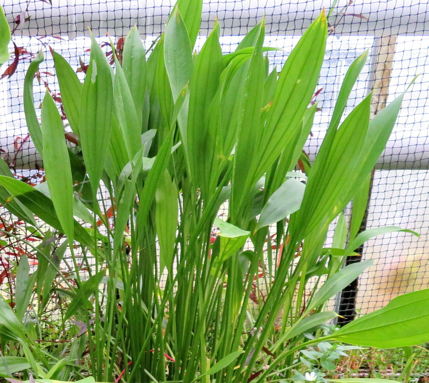 Echinodorus glaucus — related species from the same genus