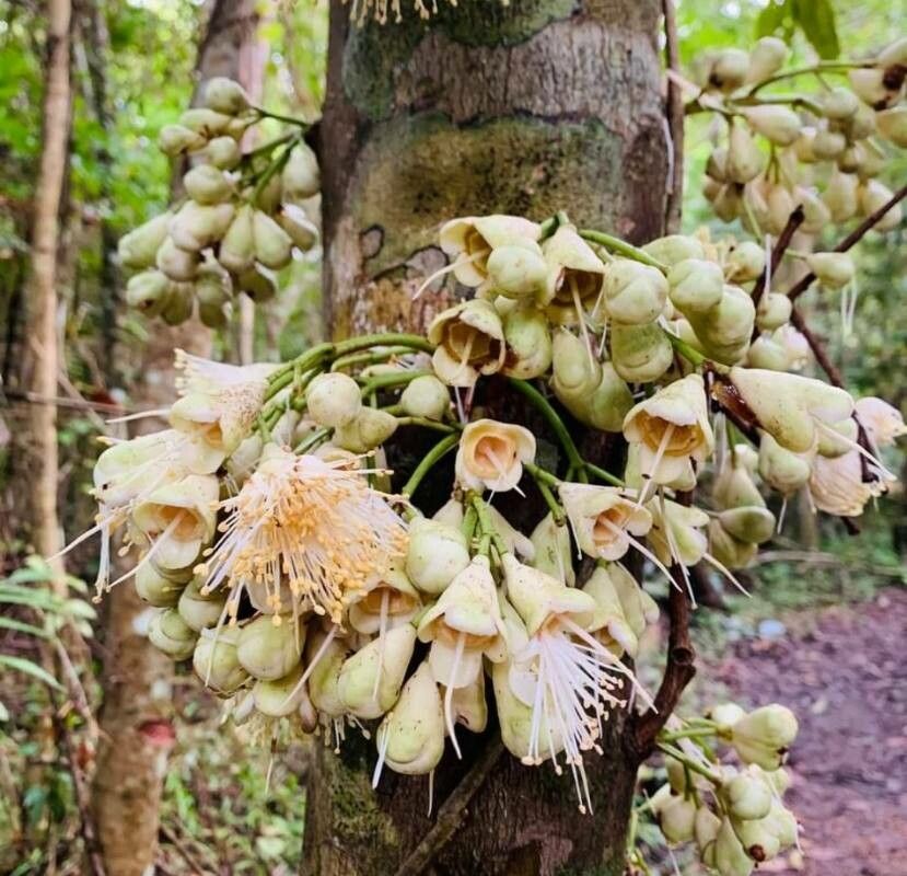 Oxera subverticillata flower