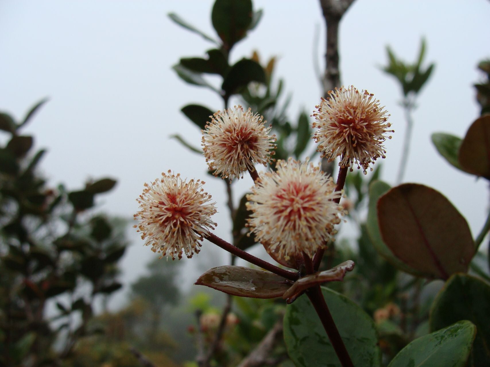 Pancheria ouaiemensis flower