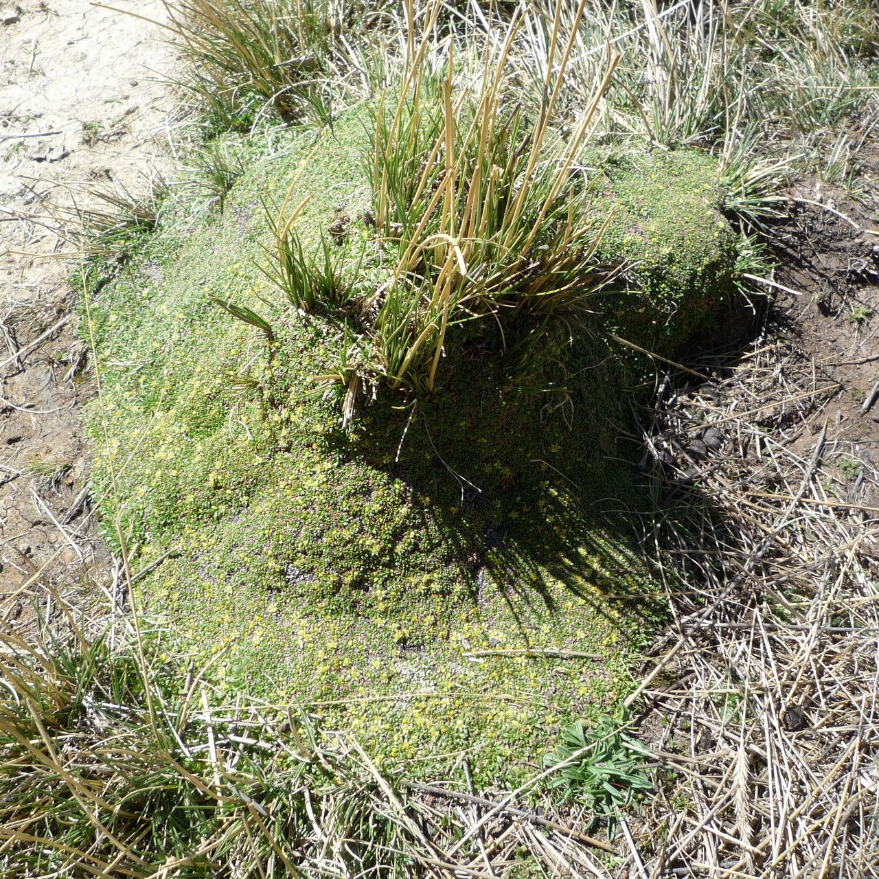 Azorella diapensioides habit