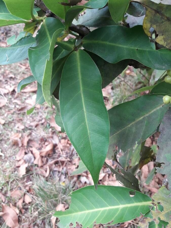 Syzygium samarangense leaf