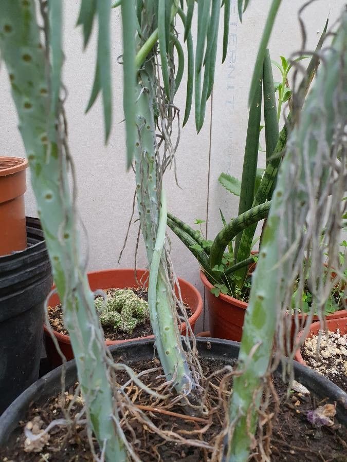 Senecio vitalis bark