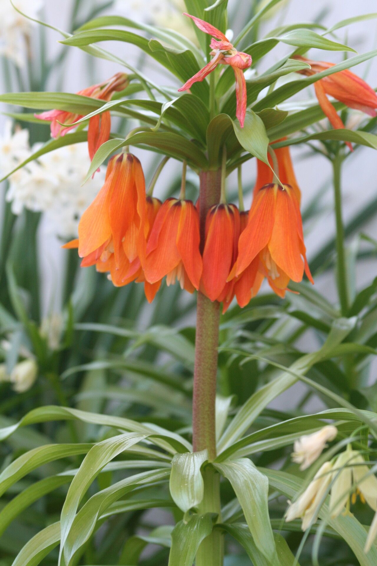Fritillaria eduardii — search result for 'Fritillaria'