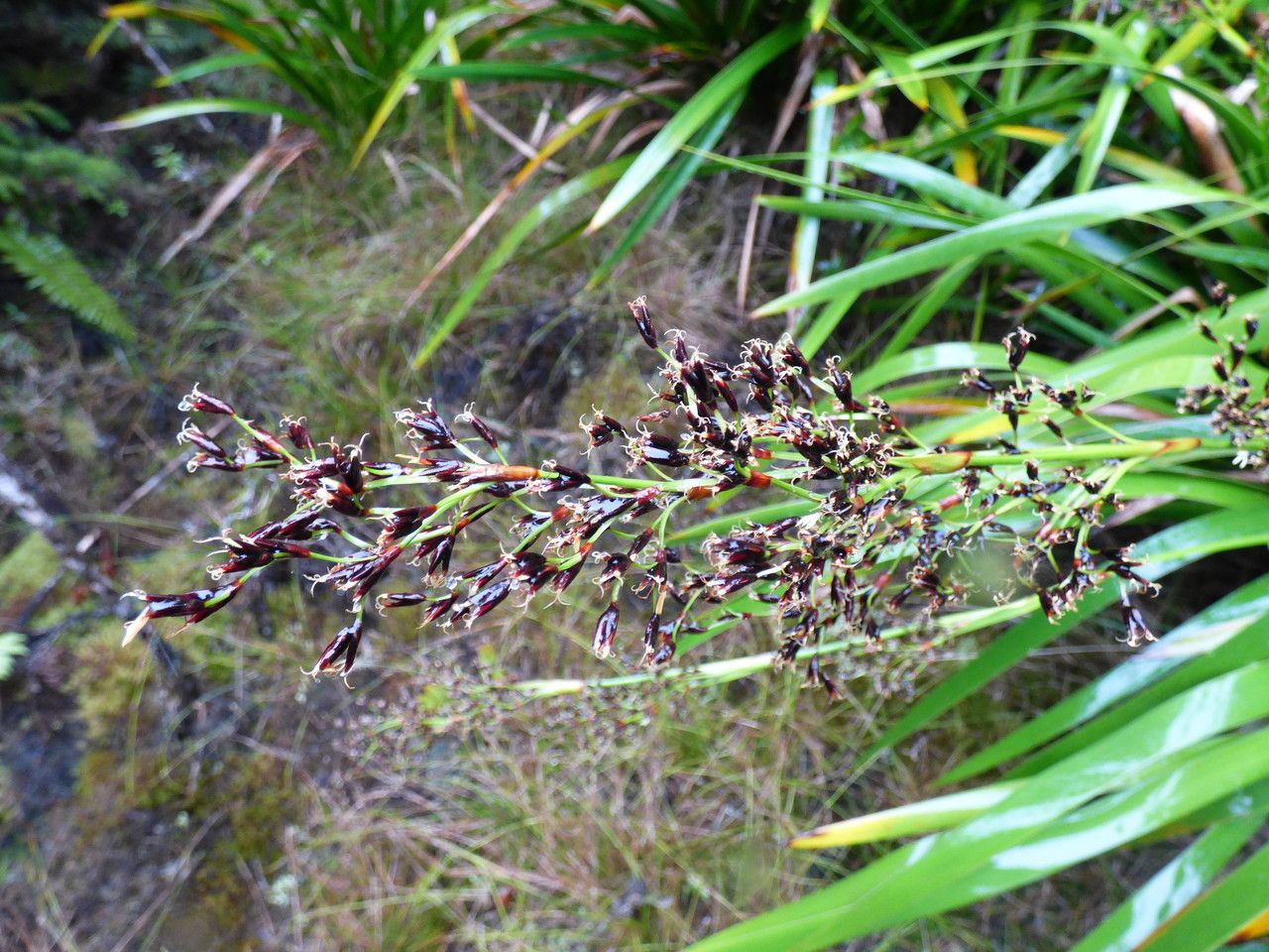 Machaerina iridifolia flower