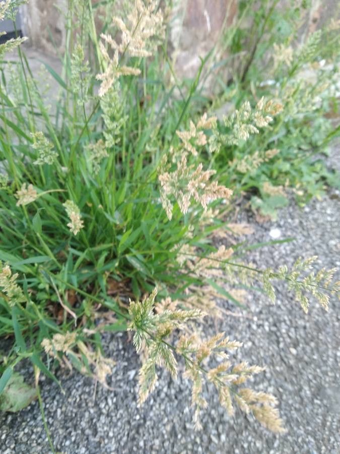 Polypogon viridis fruit