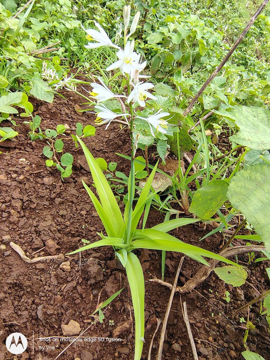 Chlorophytum borivilianum — search result for 'Chlorophytum'