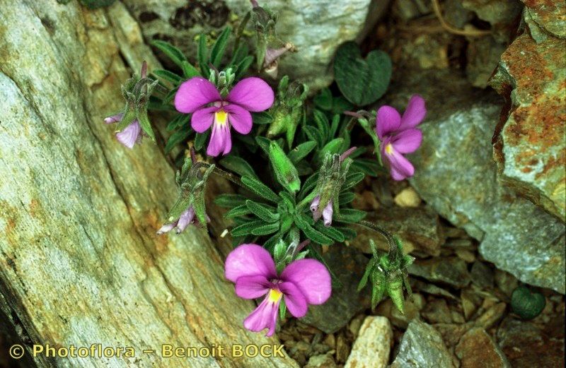 Viola diversifolia other