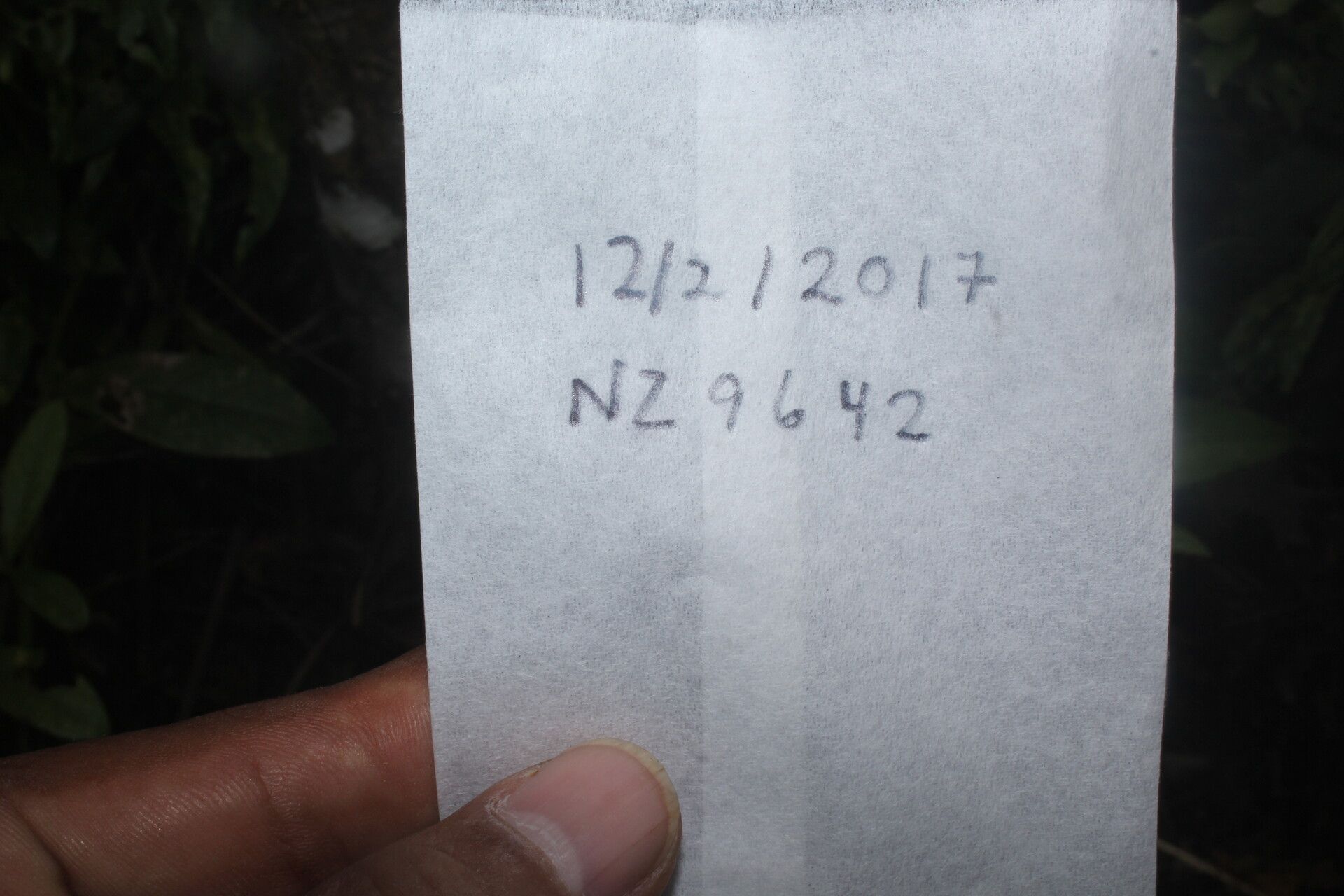 Smilax purhampuy other