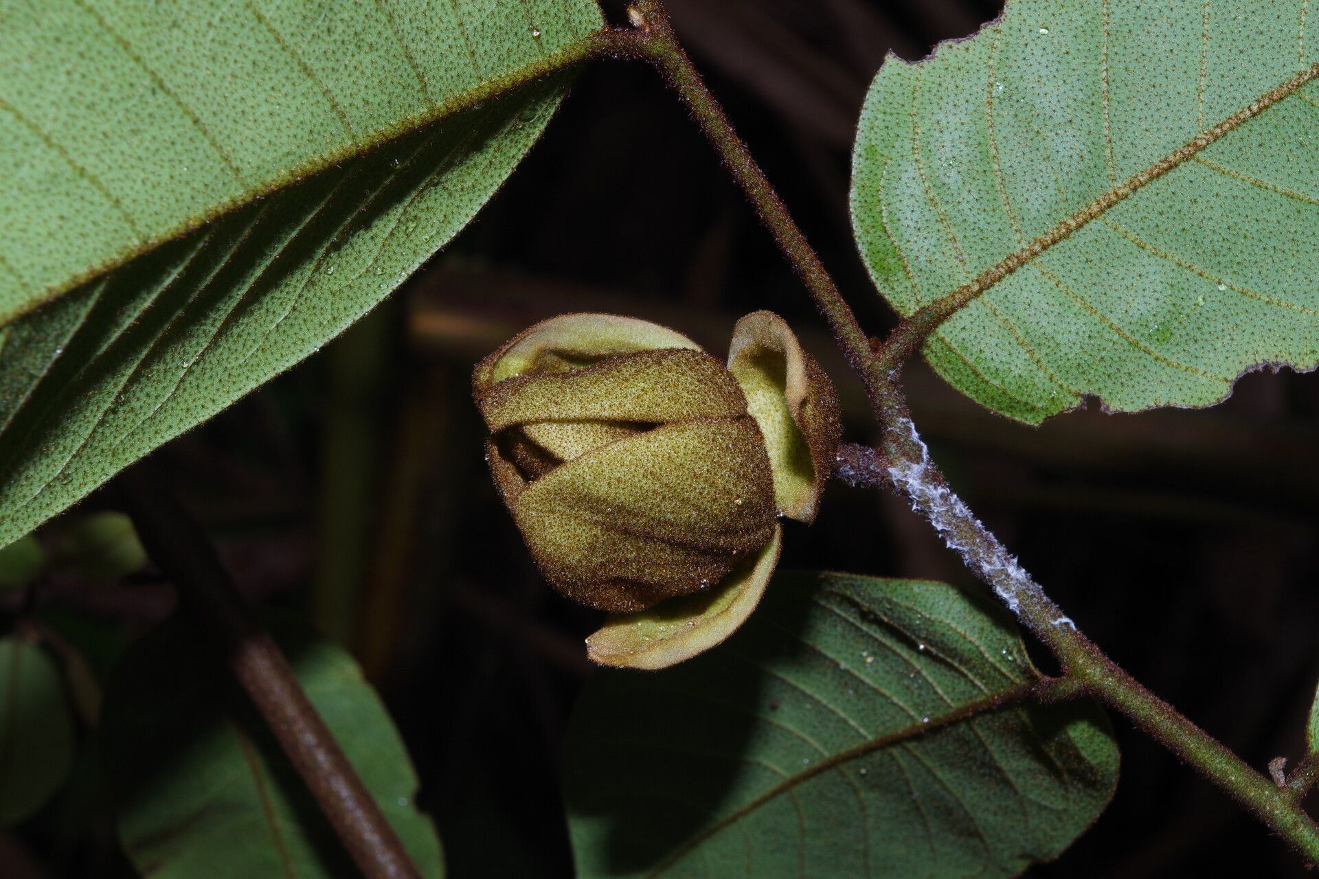 Uvaria scabrida flower