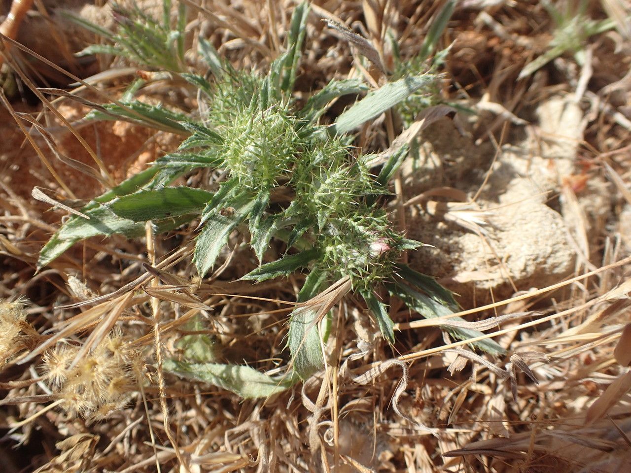 Plantago squarrosa — search result for 'Plantago'