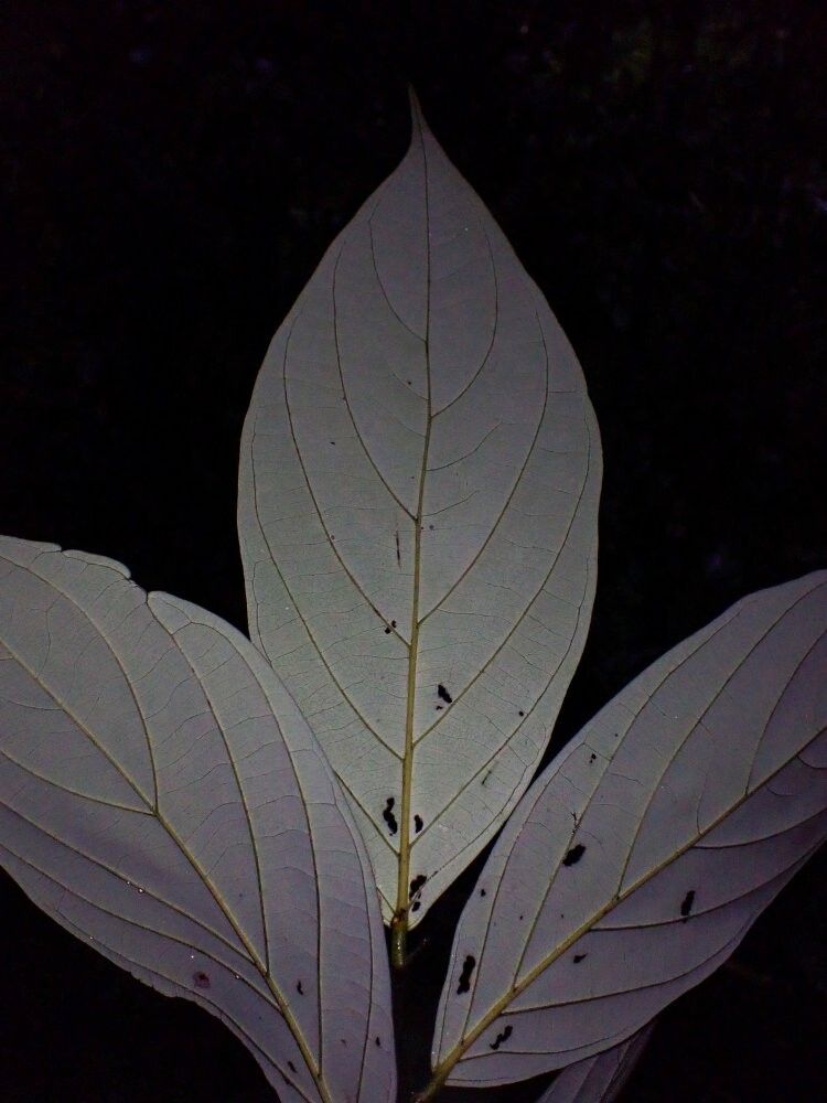 Diospyros korupensis — houseplant care guide