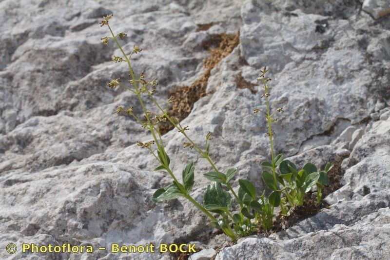 Valeriana elongata habit