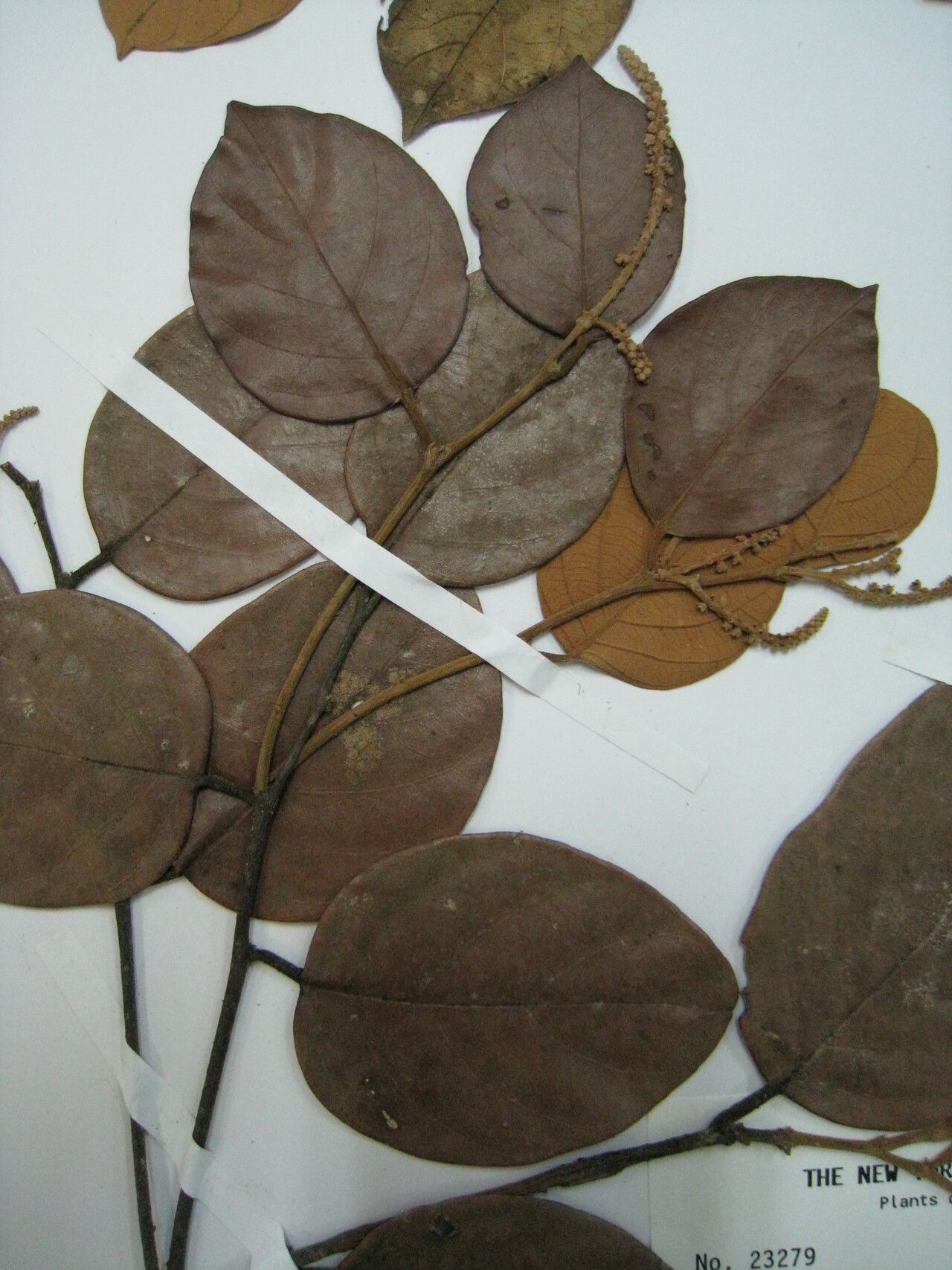 Licania discolor — houseplant care guide