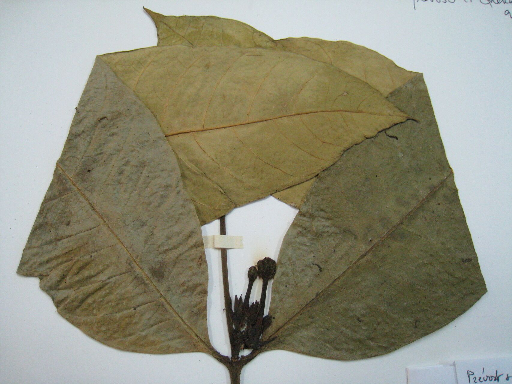 Bonafousia macrocalyx other