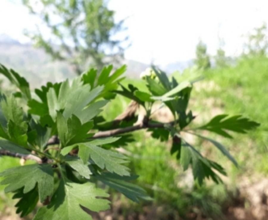 Crataegus wattiana — search result for 'Crataegus'