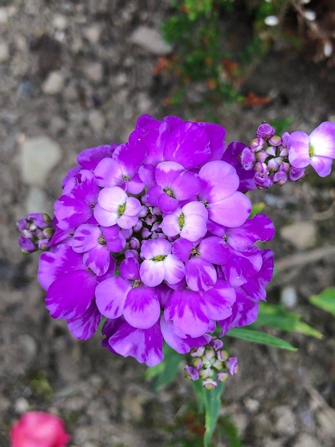 Iberis umbellata flower