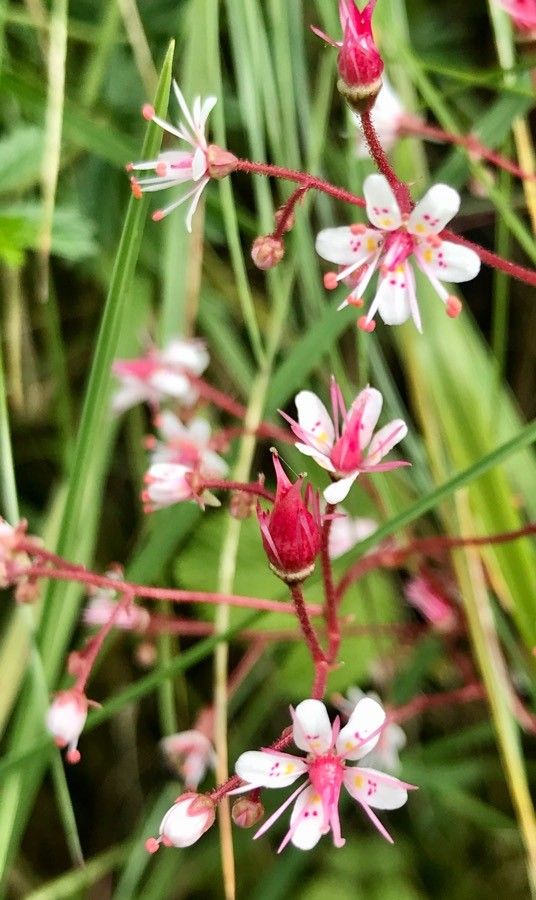 Saxifraga umbrosa flower