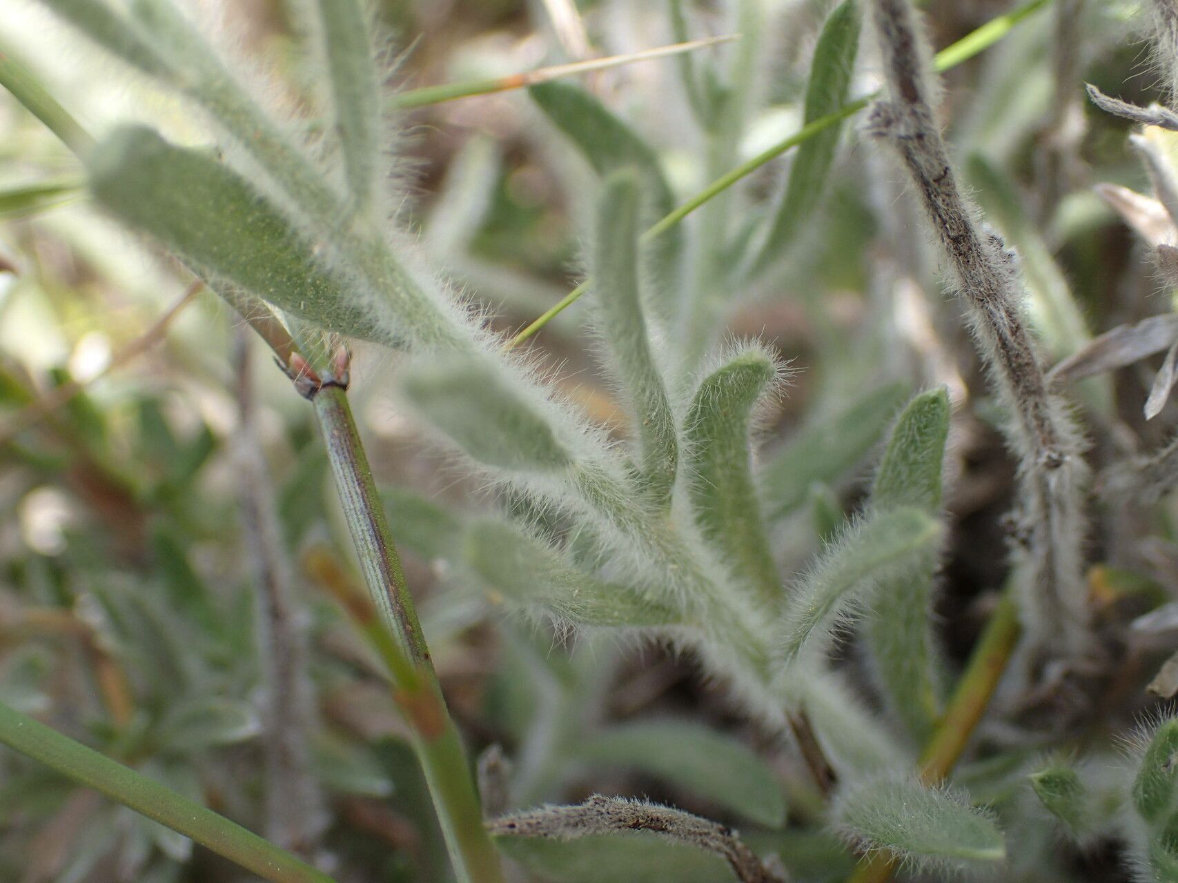 Convolvulus lanuginosus — search result for 'Convolvulus'
